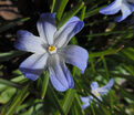 Хионодокса Люцилии / Chionodoxa luciliae — фото 8