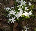 Хионодокса Люцилии Альба / Chionodoxa luciliae Alba — фото 4