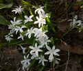 Хионодокса Люцилии Альба / Chionodoxa luciliae Alba — фото 5