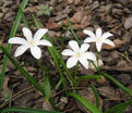 Хионодокса Люцилии Альба / Chionodoxa luciliae Alba — фото 6