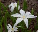 Хионодокса Люцилии Альба / Chionodoxa luciliae Alba — фото 7