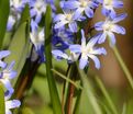 Хионодокса Форбса Блю Джайнт / Chionodoxa forbesii Blue Giant — фото 2