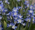 Хионодокса Форбса Блю Джайнт / Chionodoxa forbesii Blue Giant — фото 3