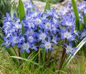 Хионодокса Форбса Блю Джайнт / Chionodoxa forbesii Blue Giant — фото 4