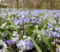 Хионодокса Форбса Блю Джайнт / Chionodoxa forbesii Blue Giant — фото 5