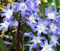 Хионодокса Форбса Блю Джайнт / Chionodoxa forbesii Blue Giant — фото 6