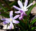 Хионодокса Форбса Пинк Джайнт / Chionodoxa forbesii Pink Giant — фото 2