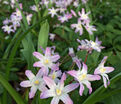 Хионодокса Форбса Пинк Джайнт / Chionodoxa forbesii Pink Giant — фото 3