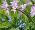 Хионодокса Форбса Пинк Джайнт / Chionodoxa forbesii Pink Giant — фото 4