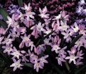 Хионодокса Форбса Пинк Джайнт / Chionodoxa forbesii Pink Giant — фото 5