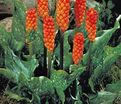 Аронник итальянский / Arum italicum — фото 2