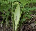 Аронник пятнистый / Arum maculatum — фото 2