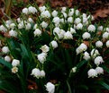 Белоцветник весенний / Leucojum vernum — фото 2