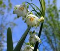 Белоцветник весенний / Leucojum vernum — фото 3