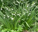 Белоцветник летний / Leucojum aestivum — фото 2