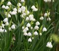 Белоцветник летний / Leucojum aestivum — фото 3