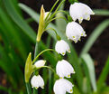 Белоцветник летний / Leucojum aestivum — фото 4