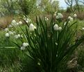 Белоцветник летний / Leucojum aestivum — фото 5