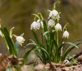 Белоцветник летний Гравети Джиант / Leucojum aestivum Gravetye Giant — фото 5