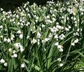 Белоцветник летний Гравети Джиант / Leucojum aestivum Gravetye Giant — фото 6
