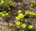 Весенник Киликийский / Eranthis cilicica — фото 2