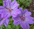 Герань клубневая / Geranium tuberosum — фото 2