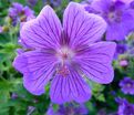 Герань клубневая / Geranium tuberosum — фото 3