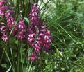 Гладиолус византийский / Gladiolus byzantinus — фото 2