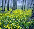 Кандык Пагода / Erythronium Pagoda — фото 3