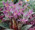 Кандык собачий зуб Микс / Erythronium dens canis Mix — фото 3