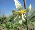 Кандык завёрнутый Вайт Бьюти / Erythronium revolutum White Beauty — фото 2