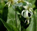 Кандык завёрнутый Вайт Бьюти / Erythronium revolutum White Beauty — фото 3