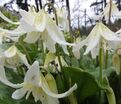 Кандык завёрнутый Вайт Бьюти / Erythronium revolutum White Beauty — фото 4