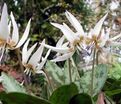 Кандык завёрнутый Вайт Бьюти / Erythronium revolutum White Beauty — фото 5