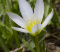 Птицемлечник Баланзы / Ornithogalum balansae — фото 2