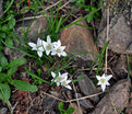 Птицемлечник Баланзы / Ornithogalum balansae — фото 3