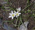 Птицемлечник Баланзы / Ornithogalum balansae — фото 4