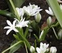 Птицемлечник Баланзы / Ornithogalum balansae — фото 5