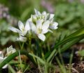 Птицемлечник Баланзы / Ornithogalum balansae — фото 6