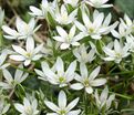 Птицемлечник зонтичный / Ornithogalum umbellatum — фото 2