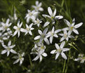 Птицемлечник зонтичный / Ornithogalum umbellatum — фото 3