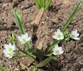 Птицемлечник зонтичный / Ornithogalum umbellatum — фото 4