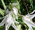 Птицемлечник поникший / Ornithogalum nutans — фото 2