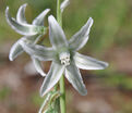 Птицемлечник поникший / Ornithogalum nutans — фото 3