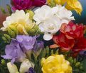 Фрезия махровая Микс / Freesia Double Mix — фото 5