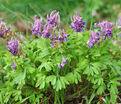 Хохлатка полая / Corydalis cava — фото 2