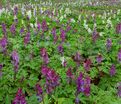 Хохлатка полая / Corydalis cava — фото 3