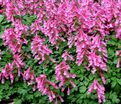 Хохлатка плотная Бет Эванс / Corydalis solida Beth Evans — фото 2
