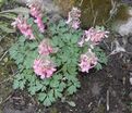 Хохлатка плотная Бет Эванс / Corydalis solida Beth Evans — фото 3