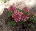 Хохлатка плотная Бет Эванс / Corydalis solida Beth Evans — фото 4